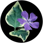 ��ɂ��ɂ�����