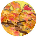 �g�t�̋G�߂ł�