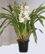 ��u�������ɂ����������V���r�W���[�������N���炫�܂���