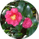 山茶花(2004.11.28城北公園にて撮影)