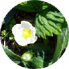 苺の花(2010.4.3牧之原市金丸邸にて撮影)