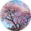 富士宮の桜(2010.3.30撮影)