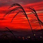 �X�X�L�i2014.10.11���s�s�啶���R�ɂĎB�e�j