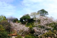 ���ۓ@�t�i�F�i2019.4.10�q�V���s���ۓ@�ɂĎB�e�j